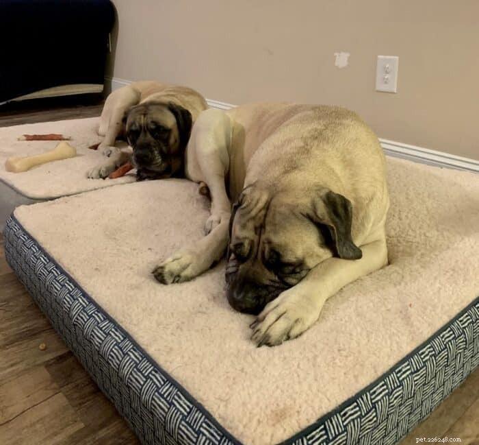 Is a Mastiff Right for You? Expert Insights on the Gentle Giant