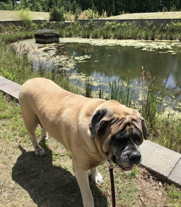 Is a Mastiff Right for You? Expert Insights on the Gentle Giant