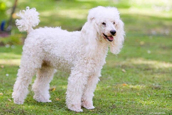 Toy Poodle Size Guide: Height, Weight, and Lifespan Explained