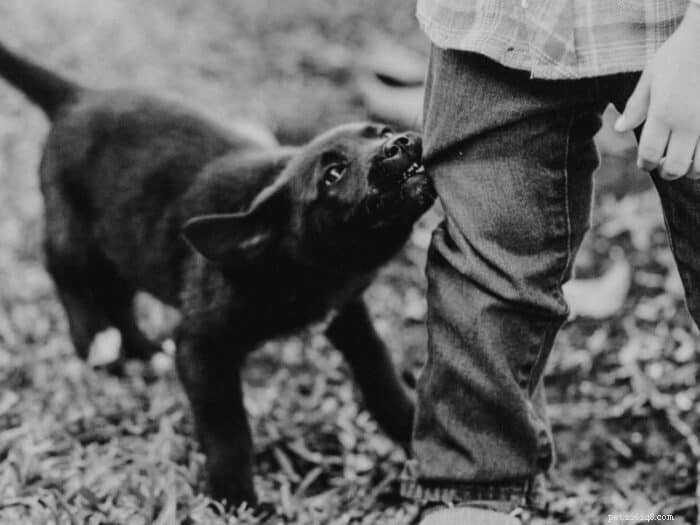 How to Stop Your Puppy From Tugging on Your Clothing: Proven Strategies for Calm Walks