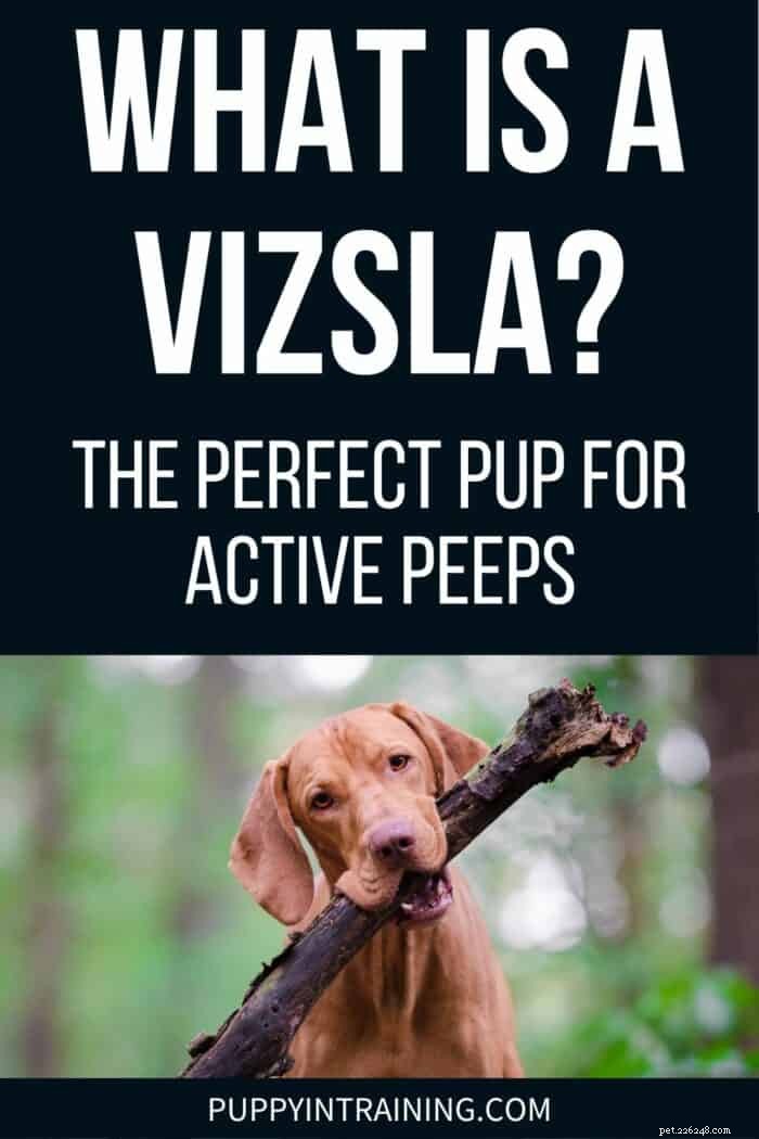 What Is a Vizsla? The Ultimate Guide for Active Families