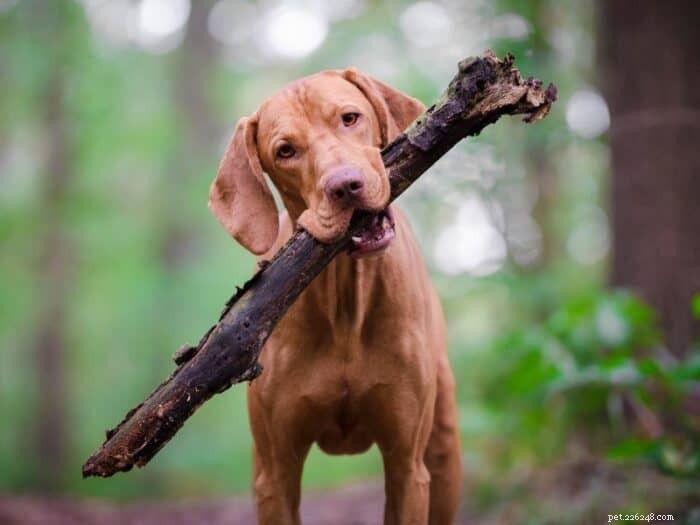 What Is a Vizsla? The Ultimate Guide for Active Families