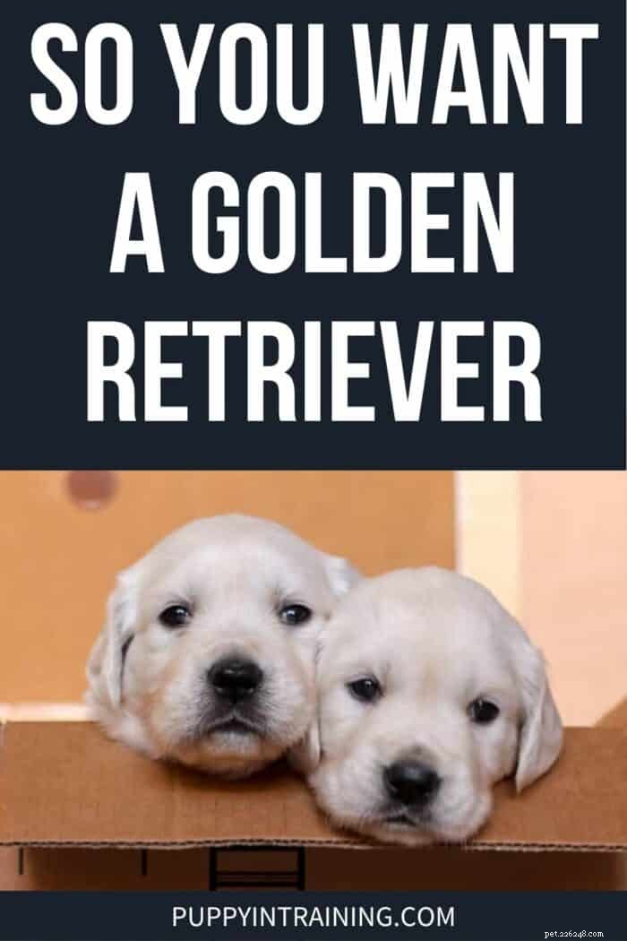 Golden Retrievers: 19 Essential Facts for Prospective Owners