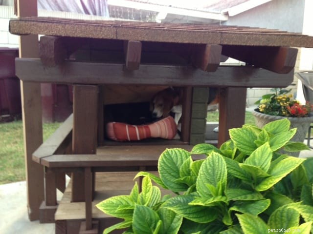 Designing a Custom Dog House: Ideas, Pricing, and Expert Tips
