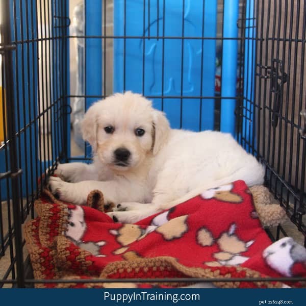 How to Stop Your Dog from Peeing in Her Crate: A Proven Crate‑Training Guide