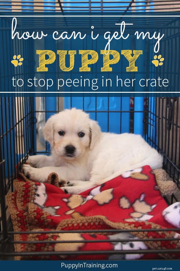 How to Stop Your Dog from Peeing in Her Crate: A Proven Crate‑Training Guide
