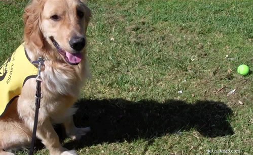 Guide Dog Puppies: Which Toys Must Be Avoided? – Expert Tips from GDA
