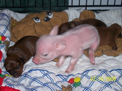 Tink the Dachshund Nurtures Pink the Piglet: A Heartwarming Tale of Inter‑species Care