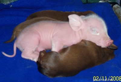 Tink the Dachshund Nurtures Pink the Piglet: A Heartwarming Tale of Inter‑species Care