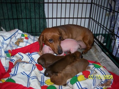 Tink the Dachshund Nurtures Pink the Piglet: A Heartwarming Tale of Inter‑species Care