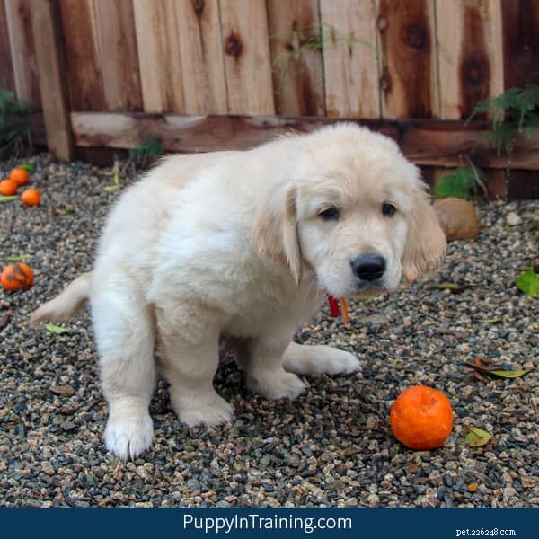 Who Handles Guide Dog Poop? A Practical Guide for Handlers and Puppy Raisers