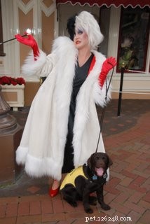 How to Take Your Puppy to Disneyland: A Practical Guide