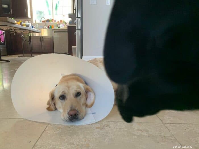 When Can You Safely Remove a Cone After Your Dog’s Spay or Neuter? A Veterinarian’s Guide