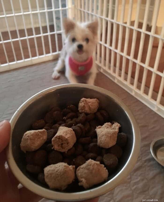 If Your Dog Hates Crate Training: Trusted Alternatives & Potty‑Training Tips