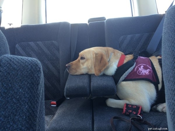 Should Your Puppy Ride the Front Seat? Safety Tips & Expert Guidance