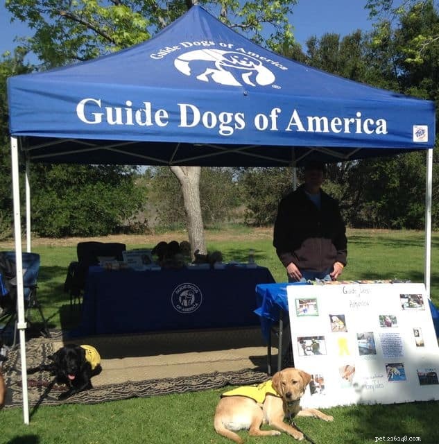 Why Exposing Your Puppy to Diverse Surfaces Boosts Training Success