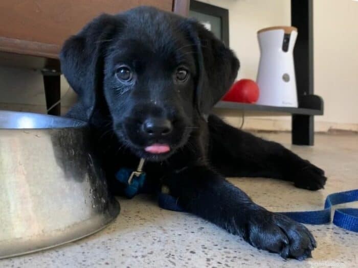 Chicken & Rice Diet for Sick Dogs: How Much to Feed & When to Transition