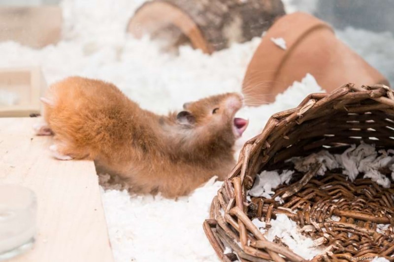 How Much Bedding Do Hamsters Need? A Practical Guide & Bedding Calculator