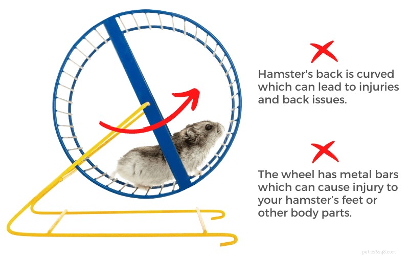 Why Every Hamster Needs a Wheel – Choosing the Safe, Silent, and Proper Size