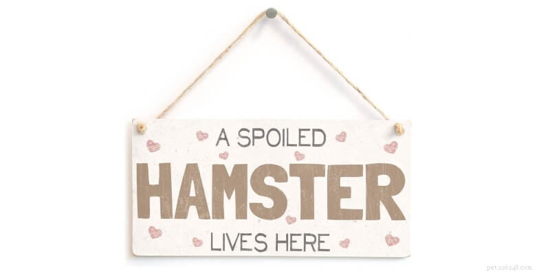 15 Thoughtful Gifts for Hamster Lovers & Their Furry Friends