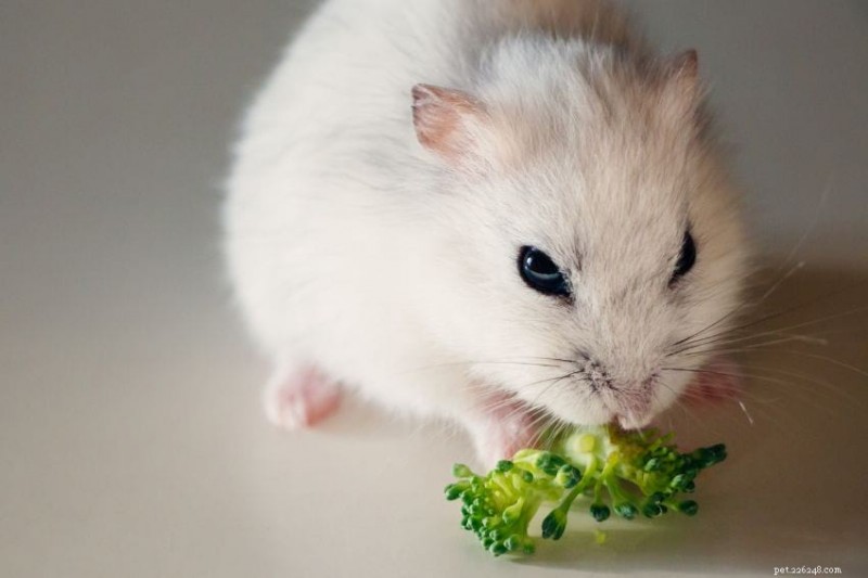 1000+ Cute & Funny Hamster Names for Males & Females, Dwarfs & Syrians
