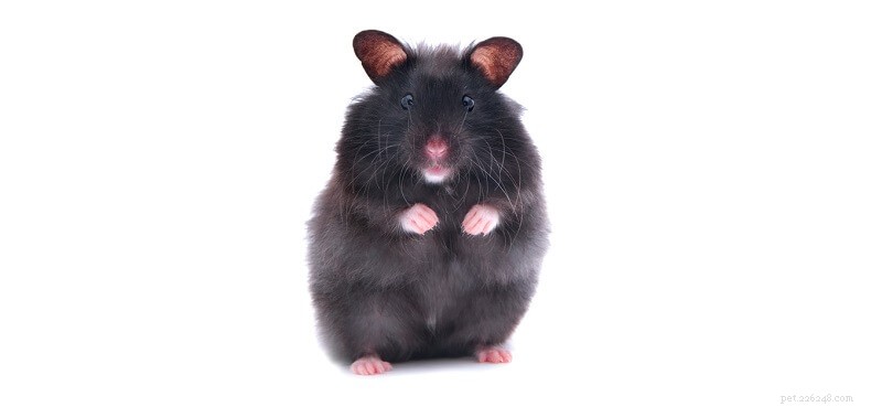 1000+ Cute & Funny Hamster Names for Males & Females, Dwarfs & Syrians