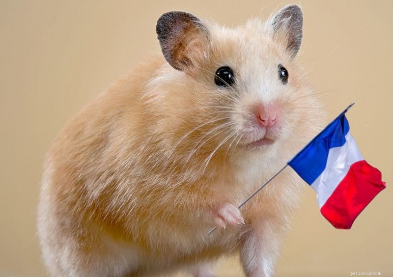 1000+ Cute & Funny Hamster Names for Males & Females, Dwarfs & Syrians