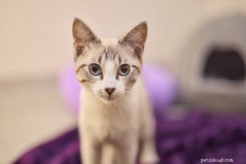 Lights, Camera, Adoption: Meet the Cats Inspiring New Lives
