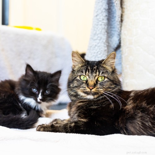 How Cats Communicate: Body Language, Scent, and Vocal Cues