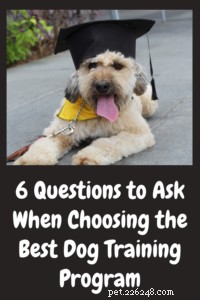 Expert Online Dog Training with Doggy Dan – Proven Methods & Money‑Back Guarantee