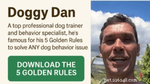 Meet Doggy Dan – Expert Dog Trainer & Behavioral Specialist