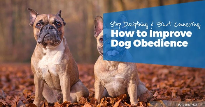 Professional Dog Obedience Training: Build Trust, Command Respect, and Achieve Long‑Term Results
