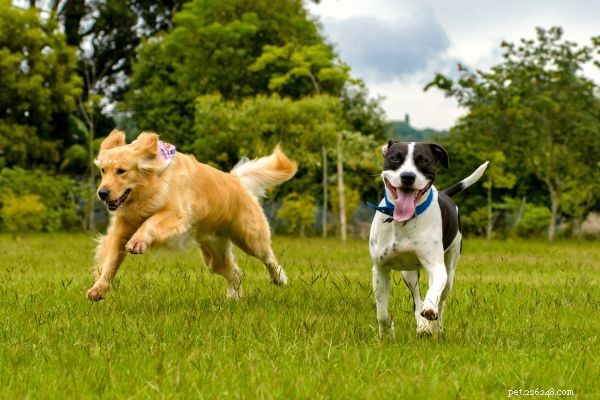 ARC: Michigan’s Premier Canine Rehabilitation Center Since 2001