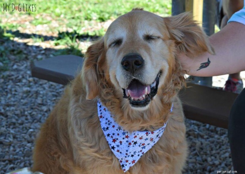 How to Recognize and Prevent Common Dog Allergies: A Comprehensive Guide