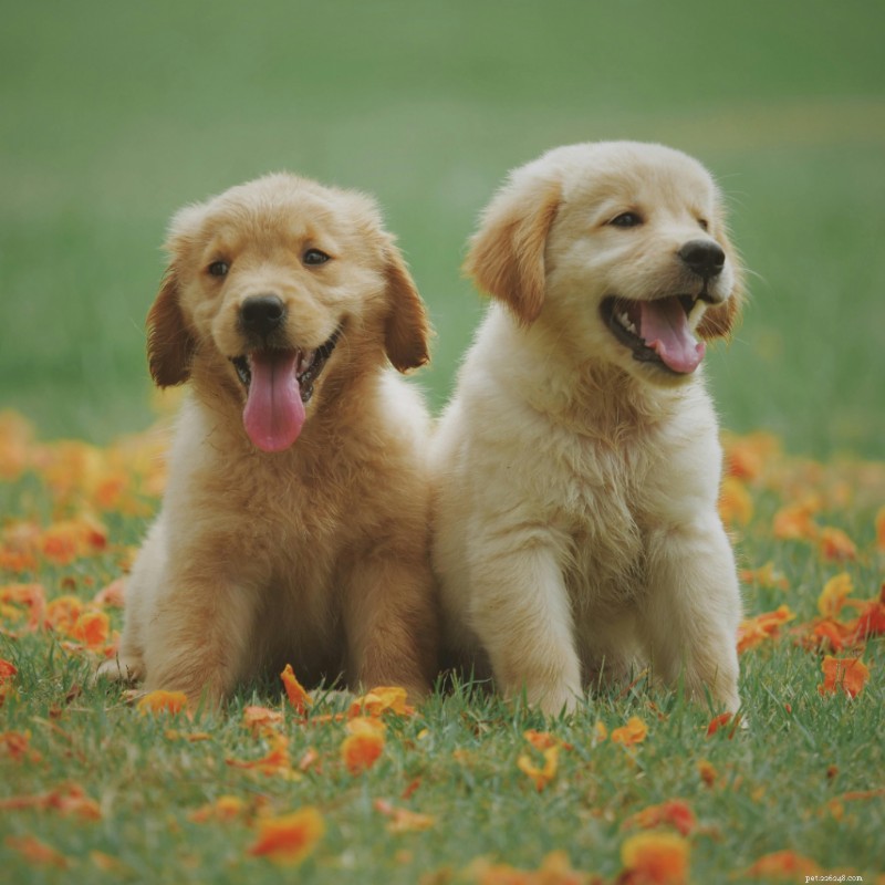 How to Recognize and Prevent Common Dog Allergies: A Comprehensive Guide