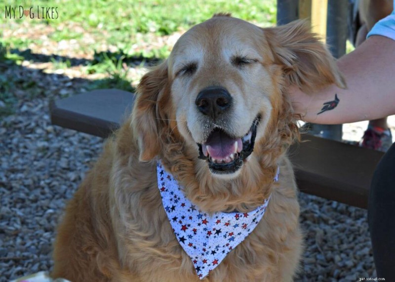 How to Recognize and Prevent Common Dog Allergies: A Comprehensive Guide