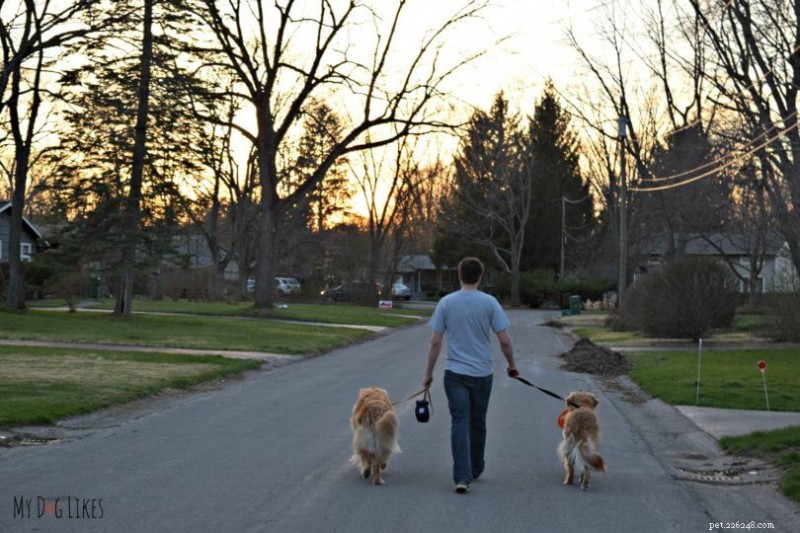 Expert Guide to Your Dog’s Weight Management: Proven Diet & Exercise Strategies