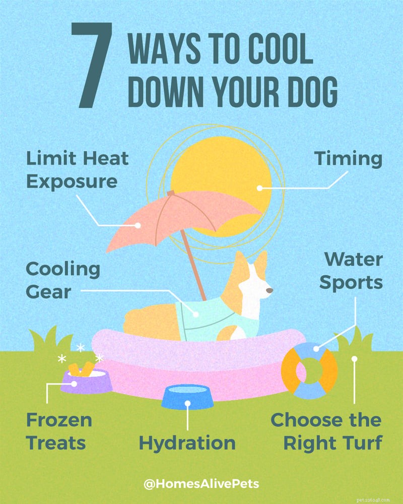 How to Safely Cool Your Dog in 2026: Signs of Overheating & Proven Solutions