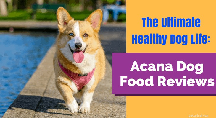 Acana Dog Food Review: Premium, Grain‑Free Nutrition for Every Pup