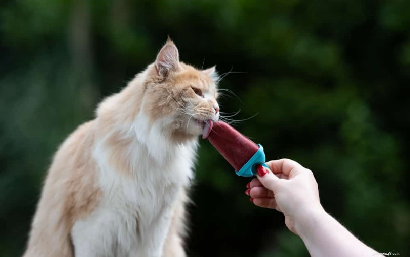 Can Cats Safely Enjoy Vanilla Ice Cream? Risks, Alternatives, and Expert Tips