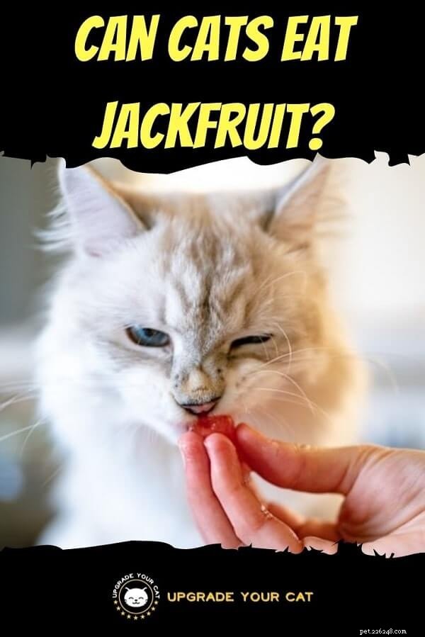 Can Cats Safely Eat Jackfruit? A Guide to Fruit Safety for Cats