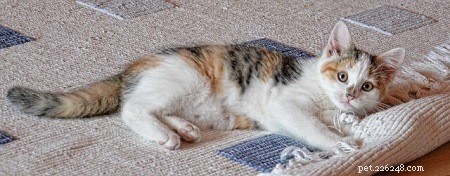 Can Cats Safely Eat Cucumbers? A Vet’s Guide to Nutrition & Safety