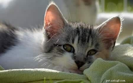 Can Cats Safely Enjoy Edamame? A Vet‑Approved Guide
