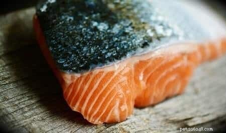 Can Cats Safely Consume Salmon Skin? Risks, Benefits, and Feeding Tips