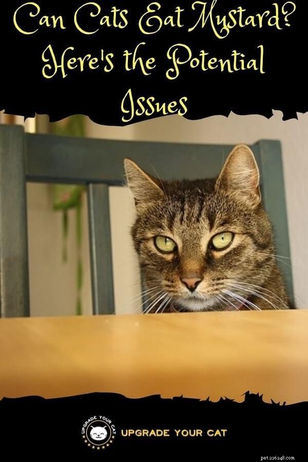 Is Mustard Safe for Cats? Understanding the Risks