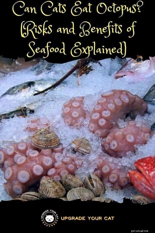 Can Cats Safely Consume Octopus and Other Seafood? Expert Guide