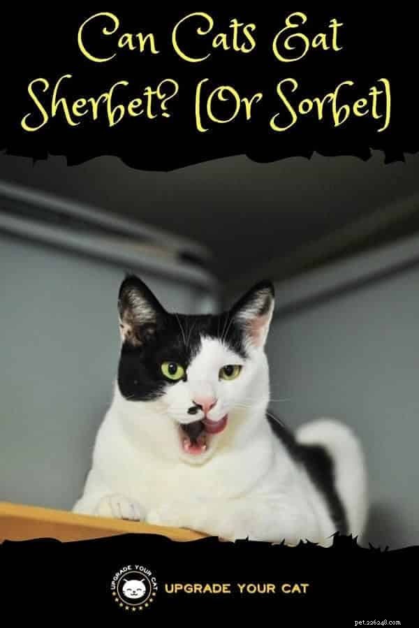 Are Cats Safe to Eat Sherbet, Sorbet, or Ice Cream?