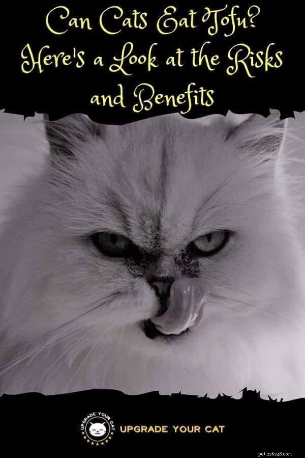 Can Cats Eat Tofu? Understanding the Risks of Soy‑Based Foods for Your Feline