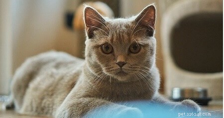 Can Nutritional Yeast Benefit Your Cat? Expert Guide & Practical Tips