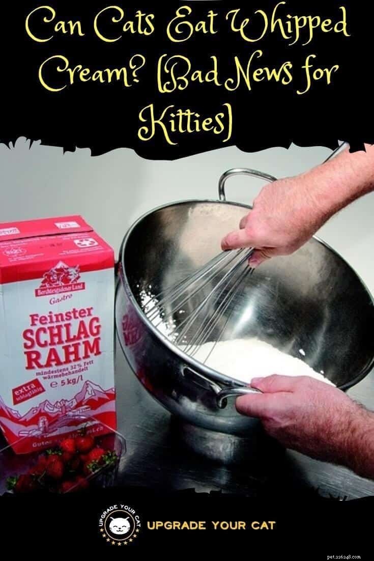 Can Cats Safely Consume Whipped Cream? Expert Insights on Pros, Cons, and Alternatives